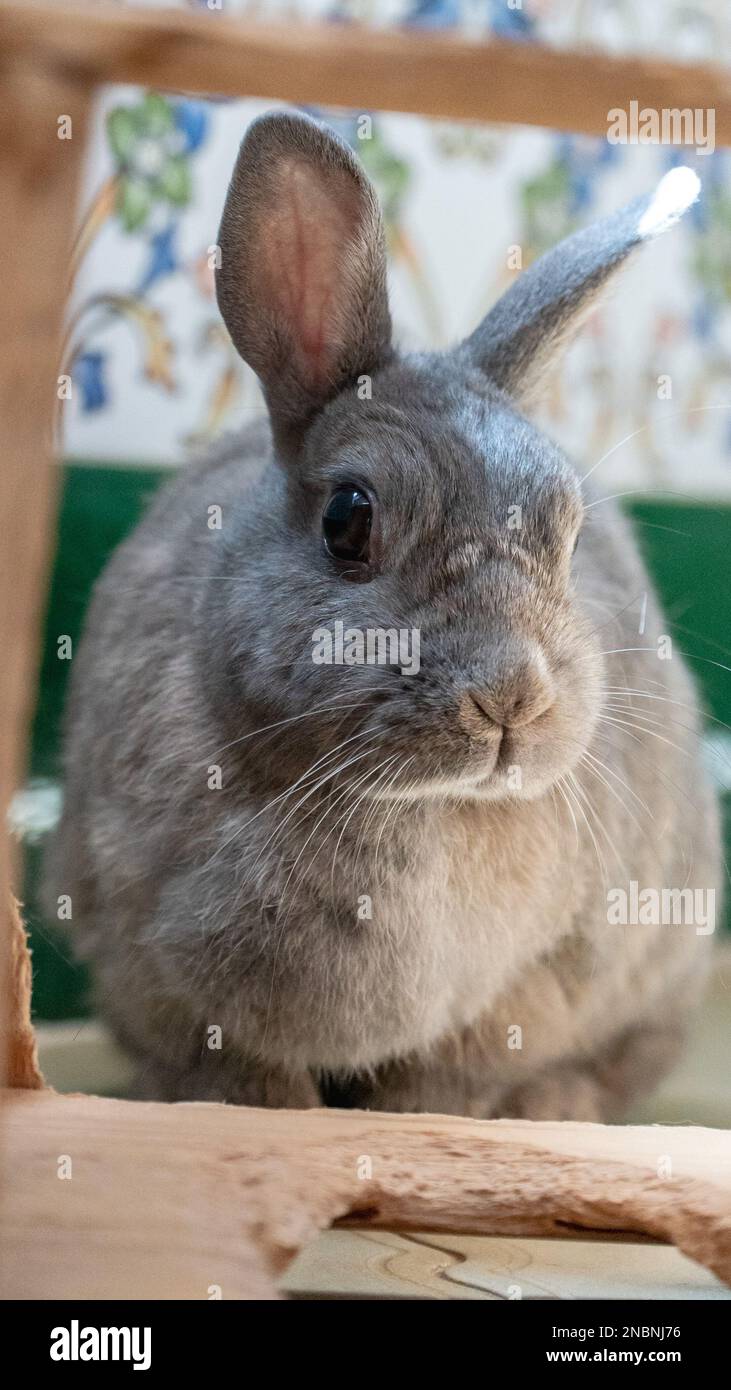 Grey rabbits hi-res stock photography and images - Alamy