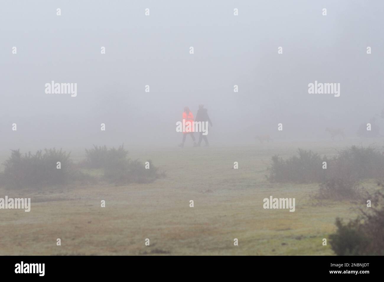 Ringwood, Hampshire, England, UK, 14th February 2023, Weather Fog Dog
