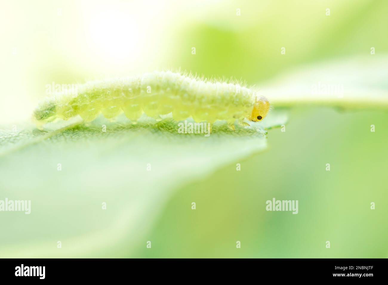 A caterpillar on plan leaf Stock Photo - Alamy