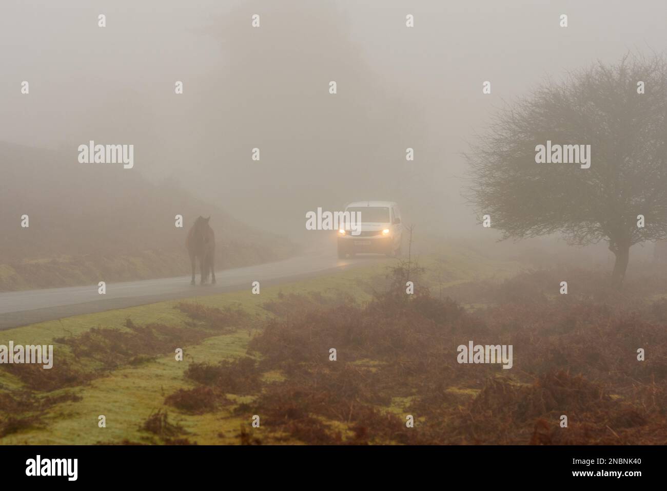 Ringwood, Hampshire, England, UK, 14th February 2023, Weather: Fog: Car meets New Forest pony in morning mist on a road at Rockford Common. Credit: Paul Biggins/Alamy Live News Stock Photo