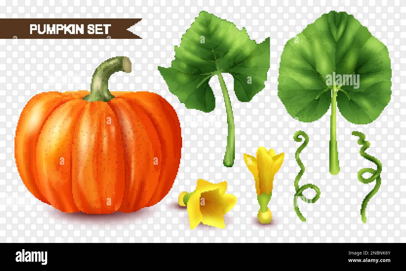 Realistic pumpkin icons set with ripe fruit flowers and leaves on ...