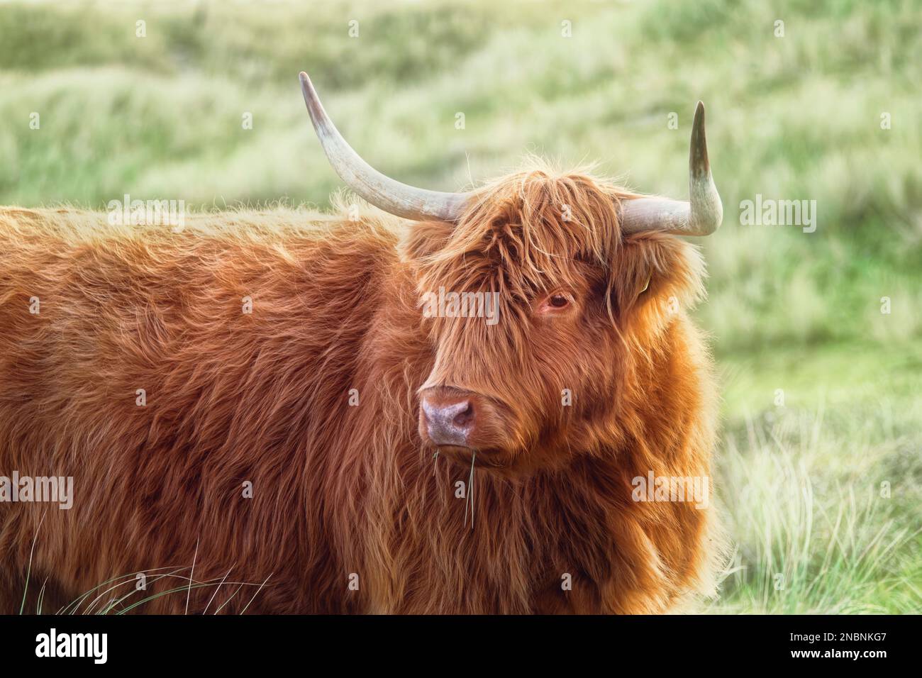 Portrait of a beautiful Scottish Highland cattle in the North Holland dune reserve. Schoorlse Duinen, Netherlands. Stock Photo