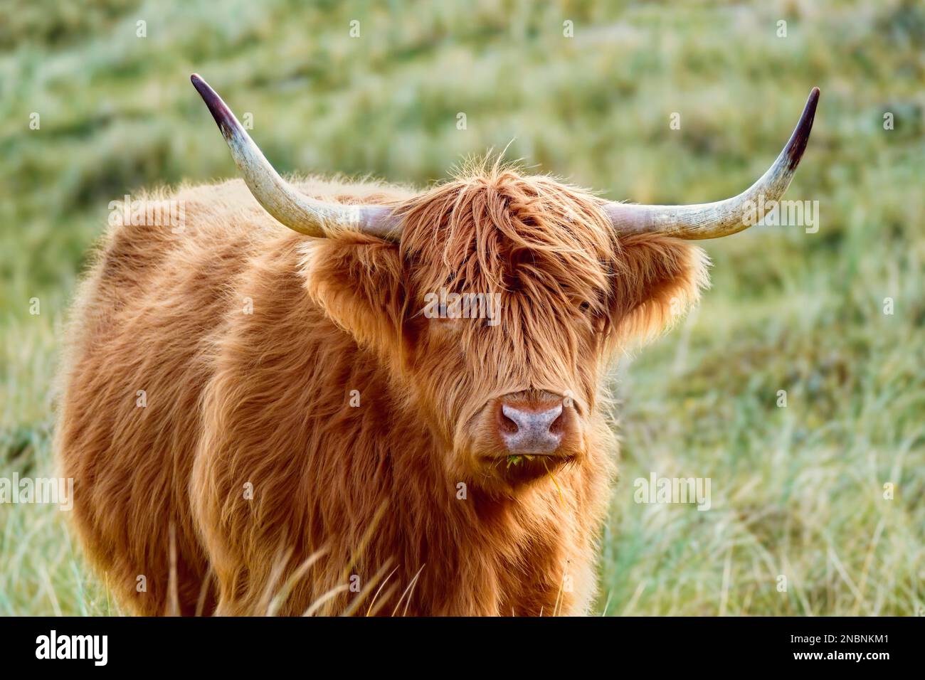 Portrait of a beautiful Scottish Highland cattle in the North Holland dune reserve. Schoorlse Duinen, Netherlands. Stock Photo