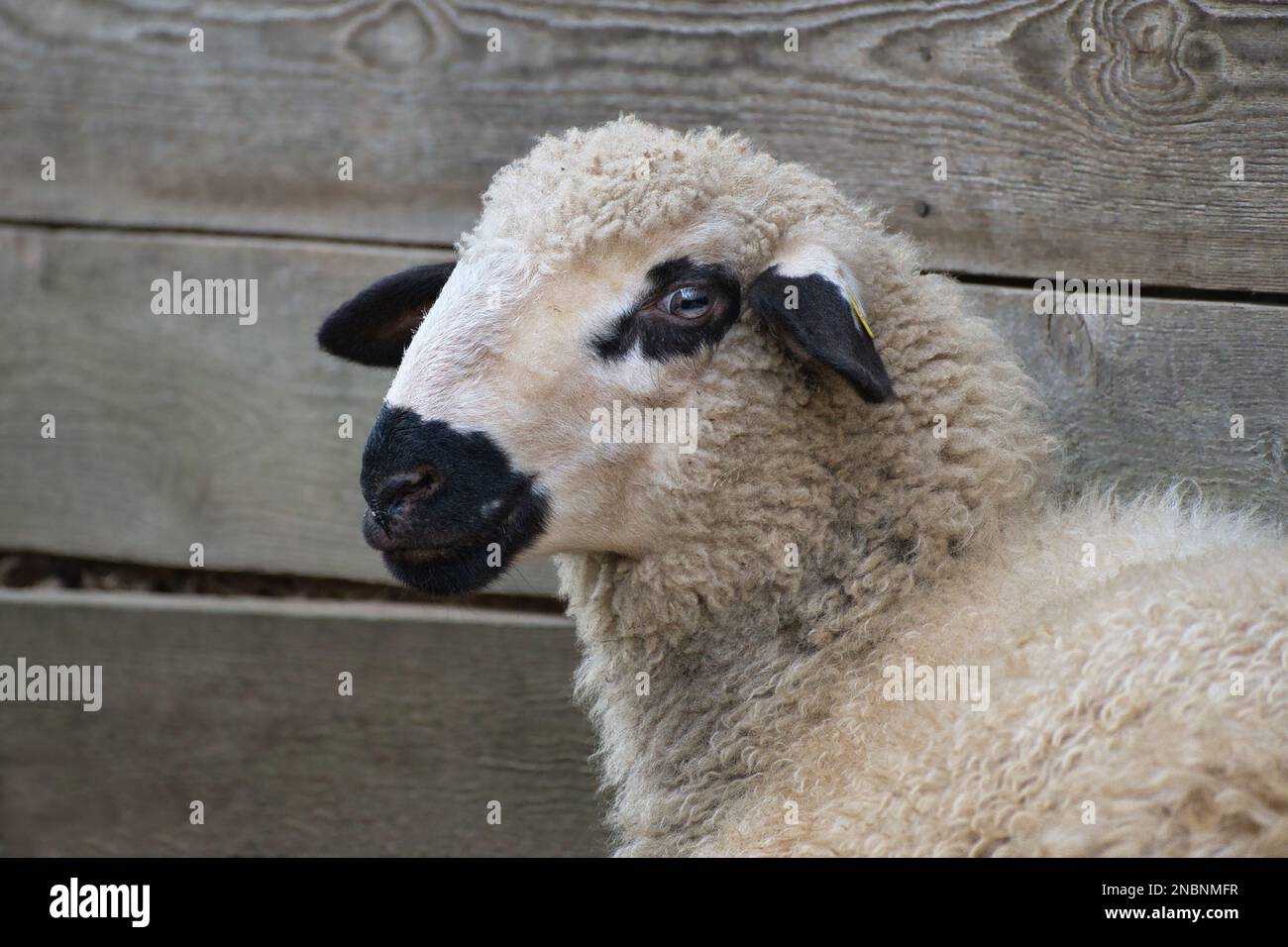 Portrait of a cute white sheep with black markings in front of the wooden stable. Stock Photo