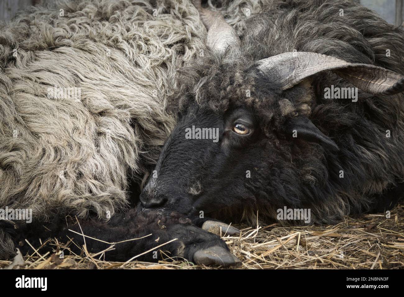 Portrait of a male black Hortobagy Racka sheep (Ovis aries strepsiceros Hungaricus) with long spiral shaped horns and expressive eyes, having a rest. Stock Photo