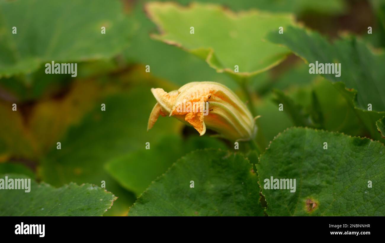 Flowers From Pumpkin Plants That Are Yellow, With Green And Wide Leaves ...