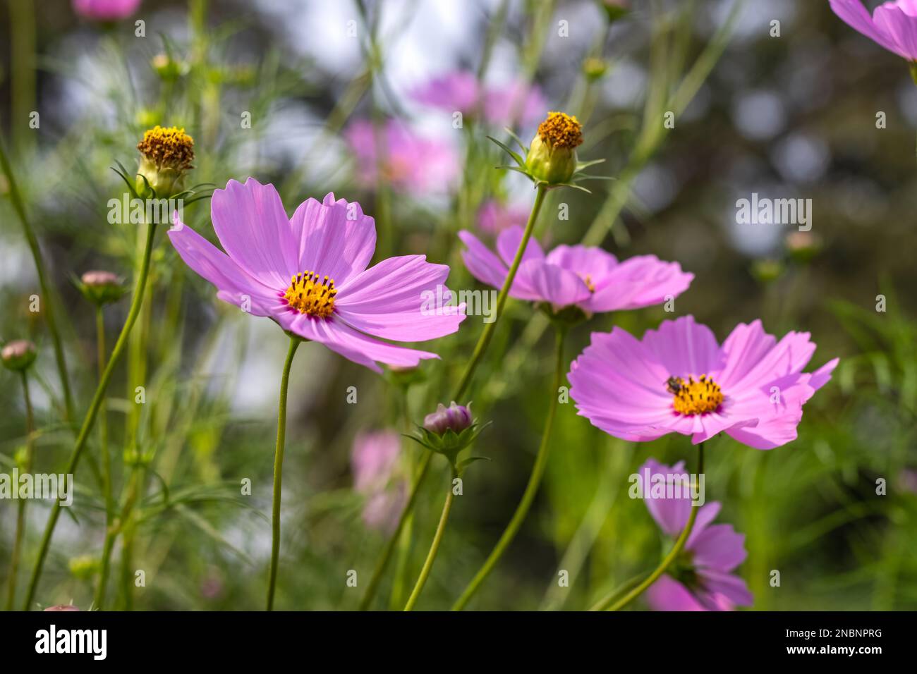 Selectively focused common purple cosmos flower inside of the garden Stock Photo