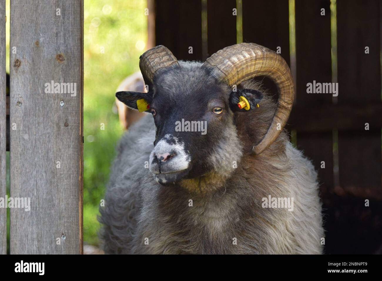 Portrait of a black and white Skudde sheep with horns looking out of its stable. Stock Photo