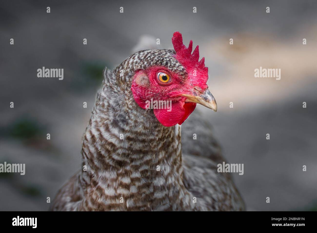 Portrait of a free running chicken with a black and white barred plumage (Blauer Sperber). Stock Photo