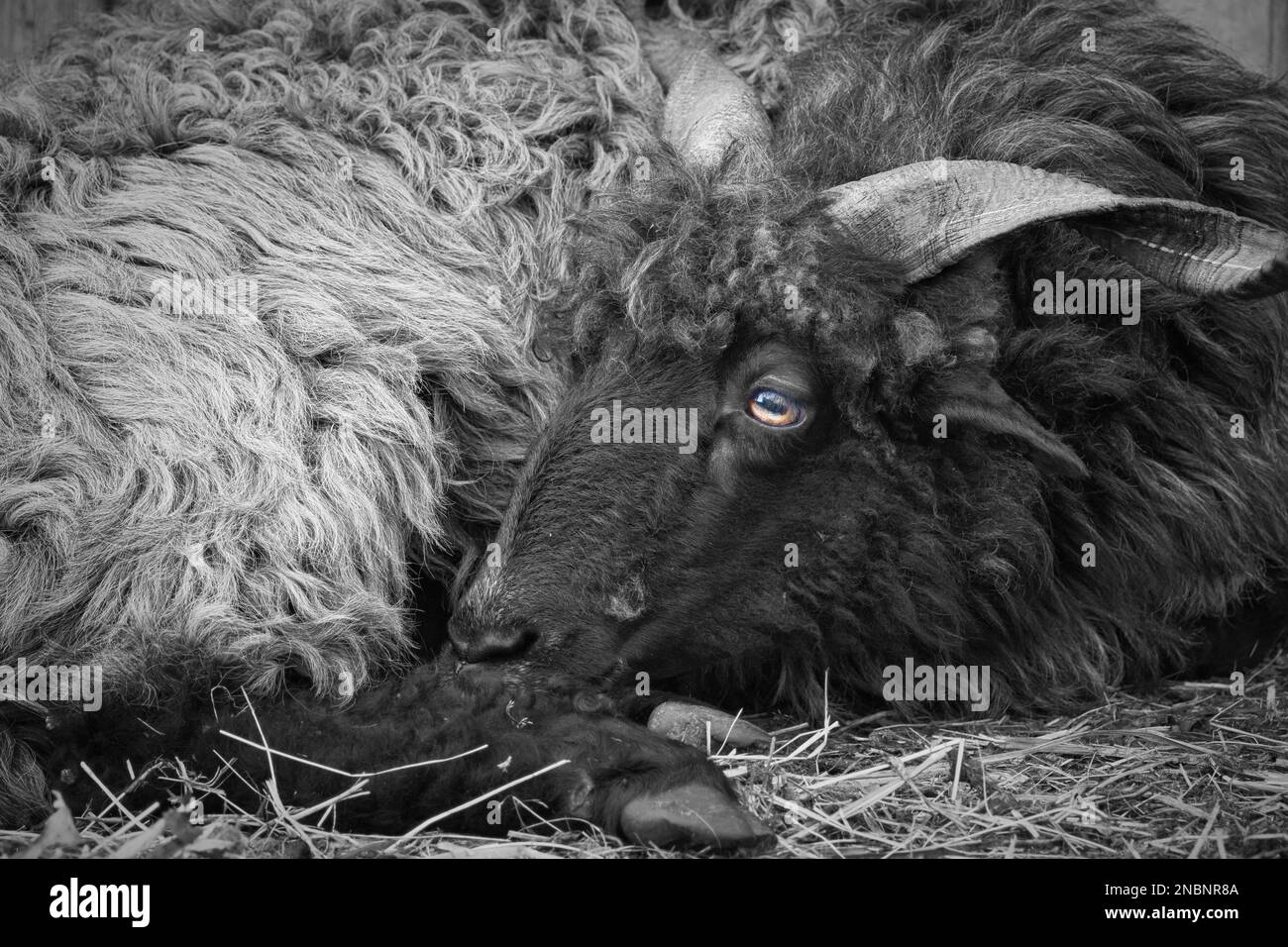 Portrait of a male black Hortobagy Racka sheep (Ovis aries strepsiceros Hungaricus) with long spiral shaped horns and expressive eyes, having a rest. Stock Photo