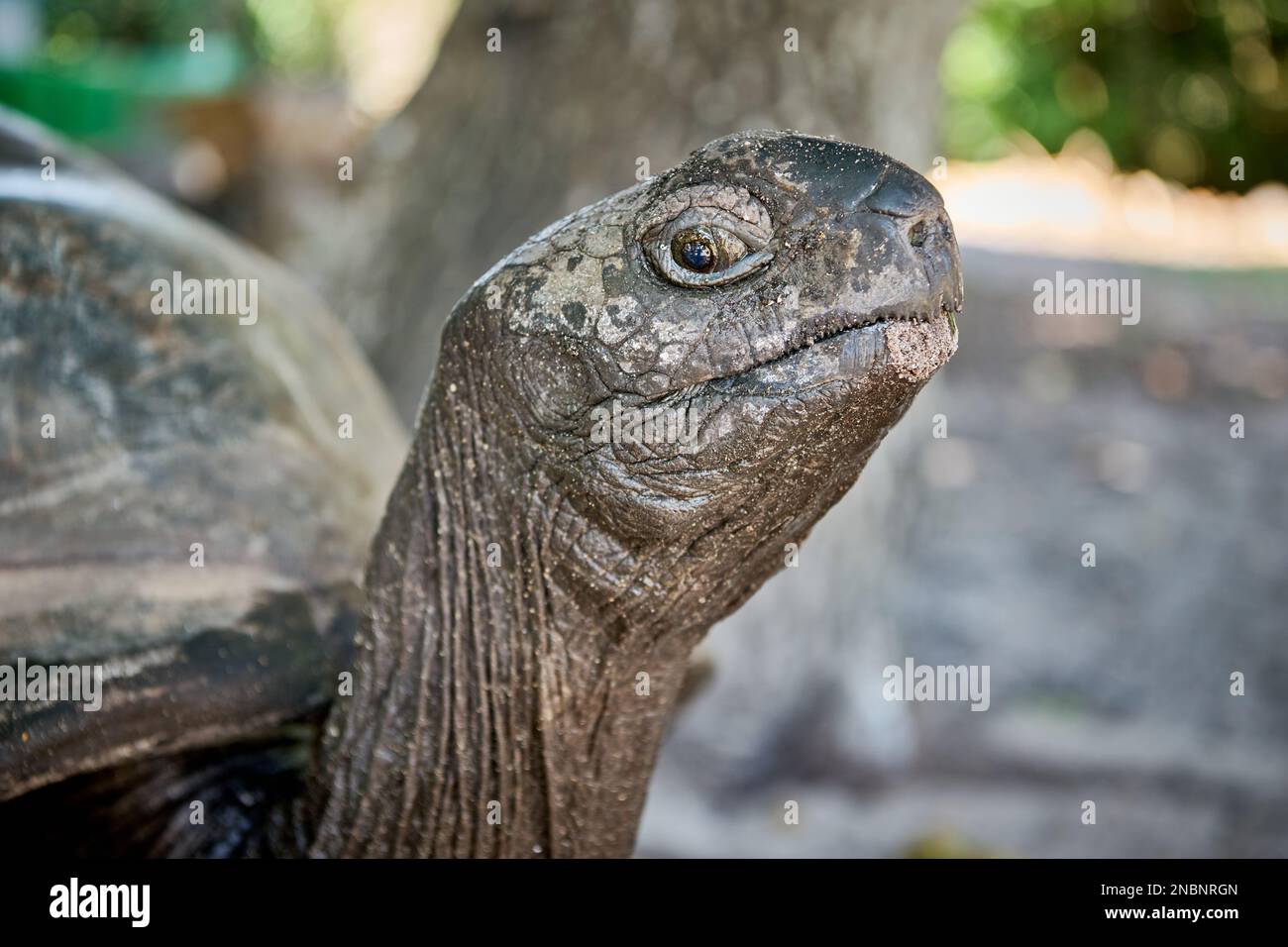 Aldabra giant tortoise (Aldabrachelys gigantea) on Curieuse island, Prasiln Island, Seychelles Stock Photo
