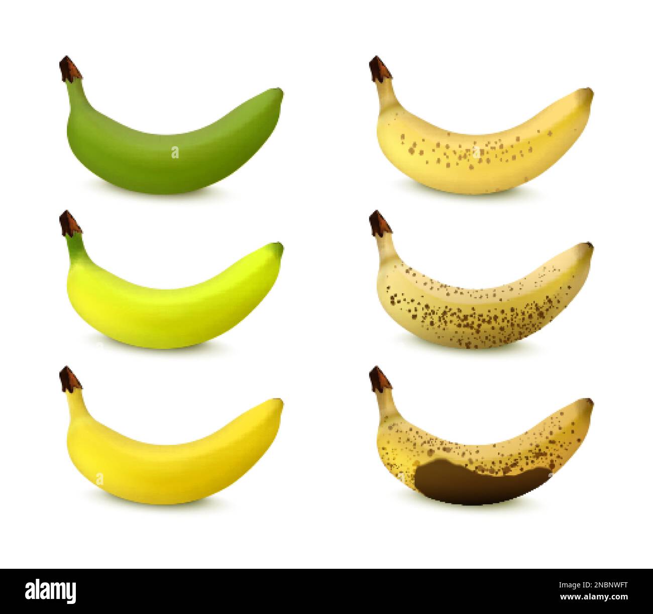 Banana ripening stages from green to ripe and darkened isolated on