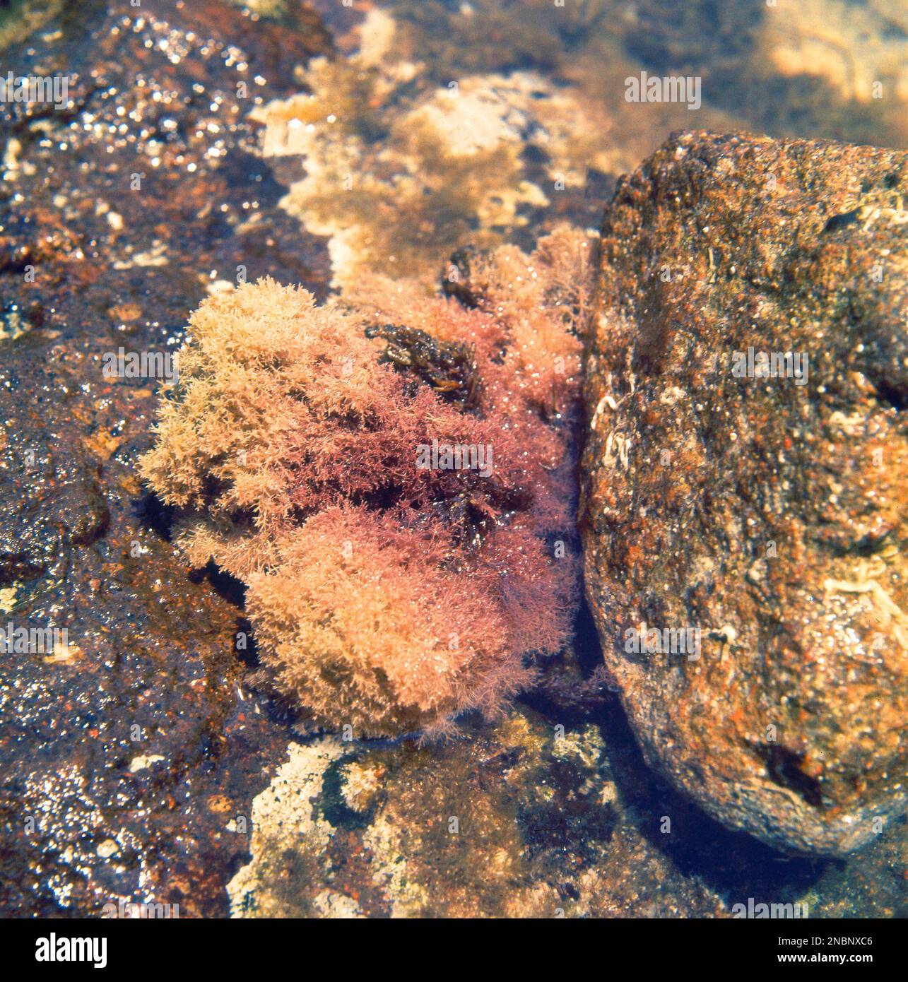Alga rosa hi-res stock photography and images - Alamy