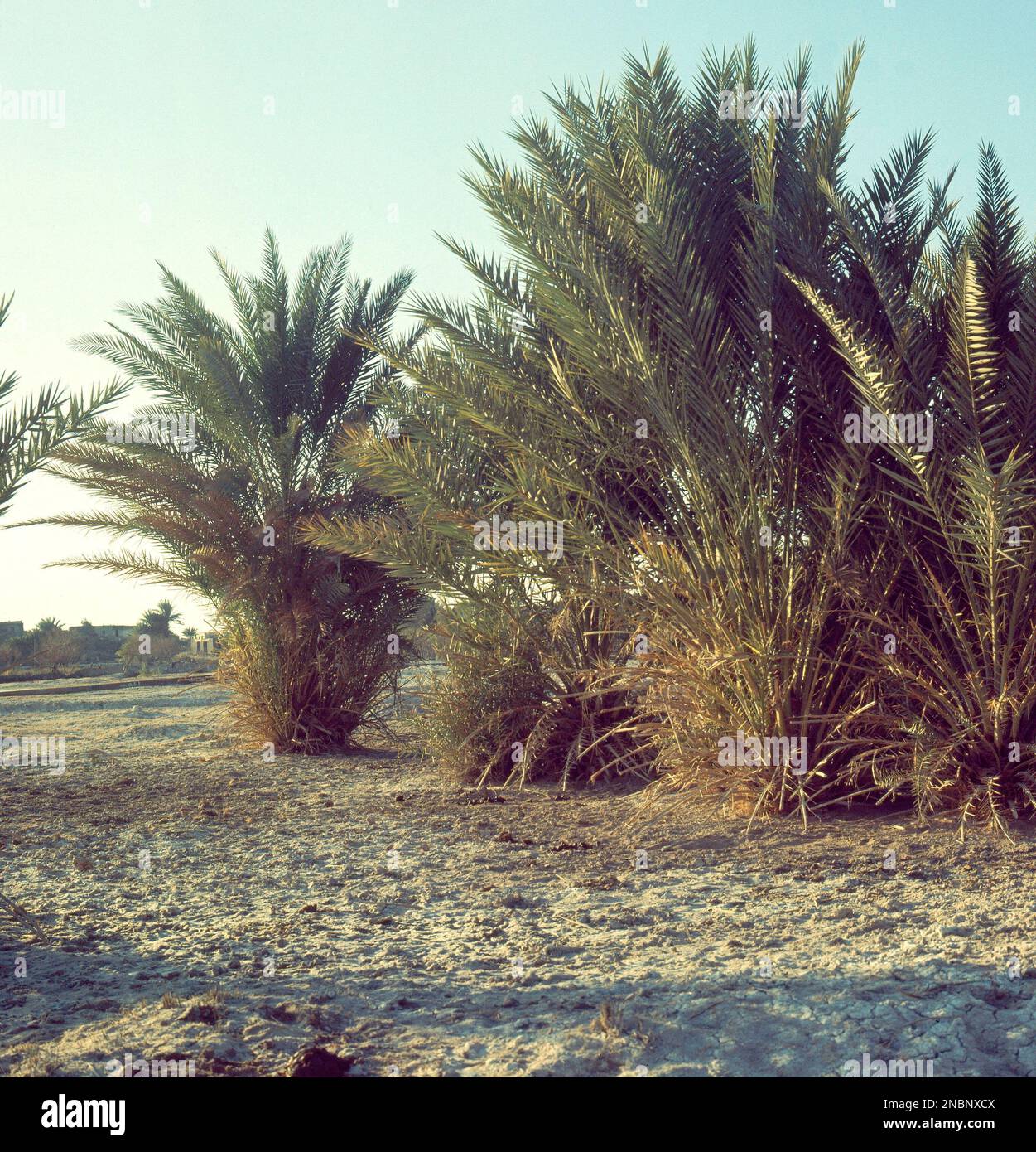 OASIS. Location EXTERIOR. Azraq Stock Photo Alamy
