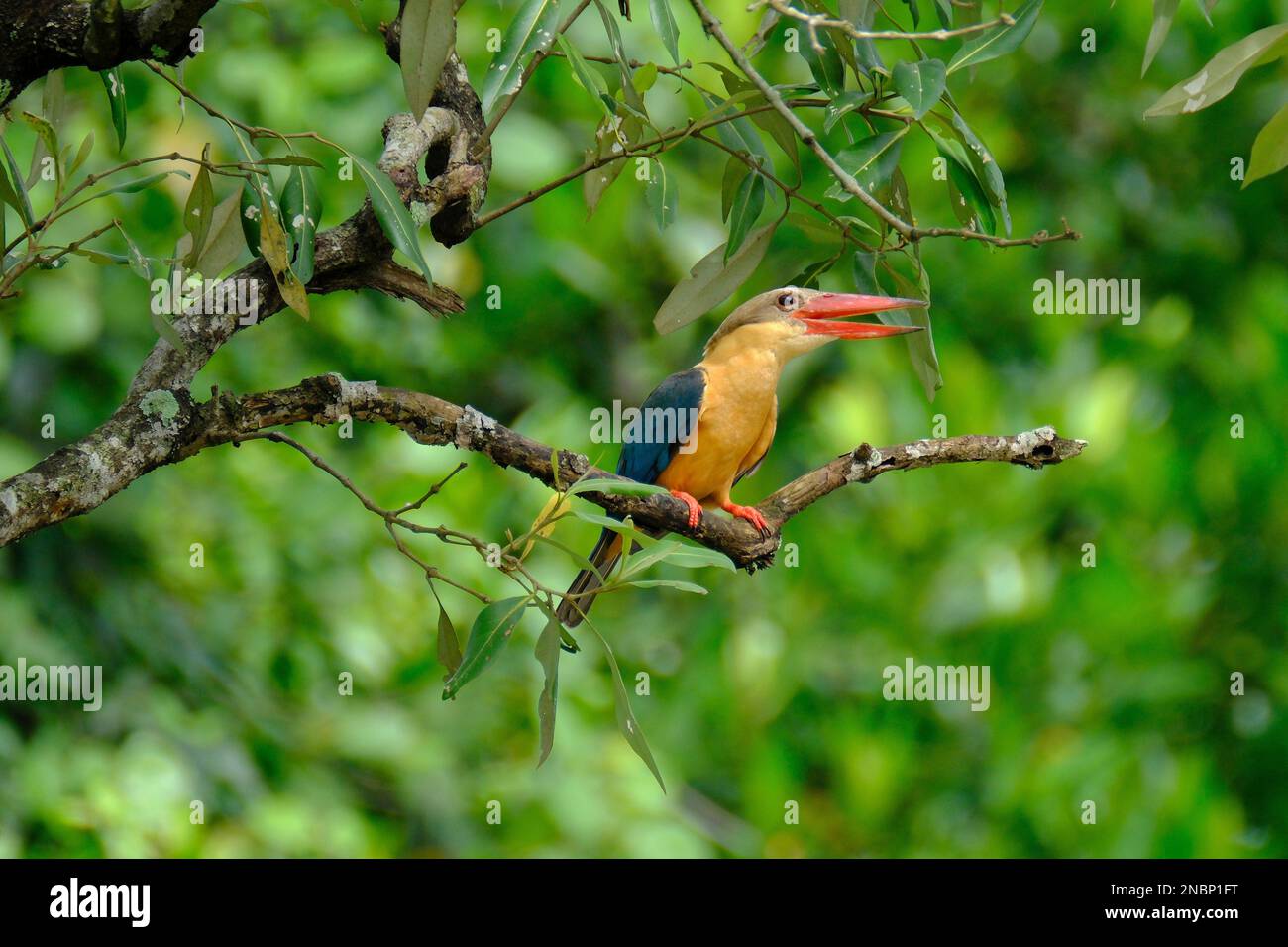 A oriental dwarf kingfisher perching on tree branch Stock Photo