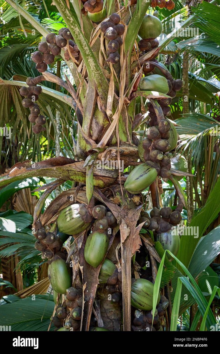 Seychelles nut hi-res stock photography and images - Alamy
