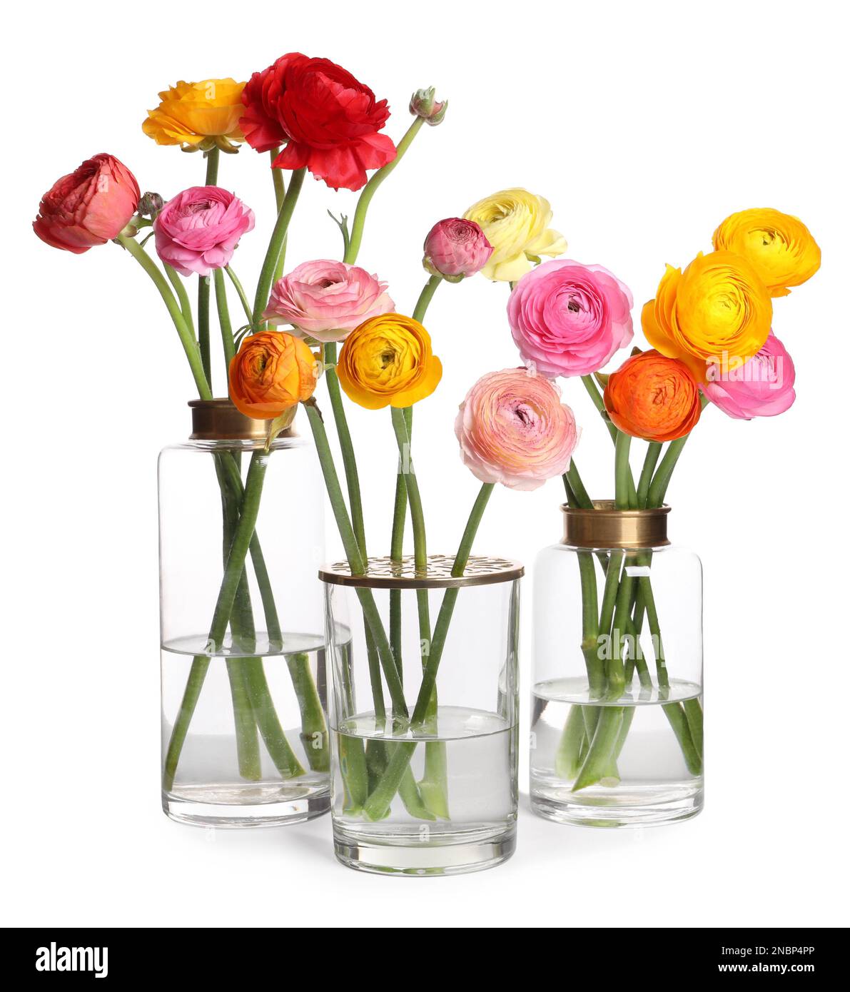 Beautiful ranunculus flowers in glass vases isolated on white Stock