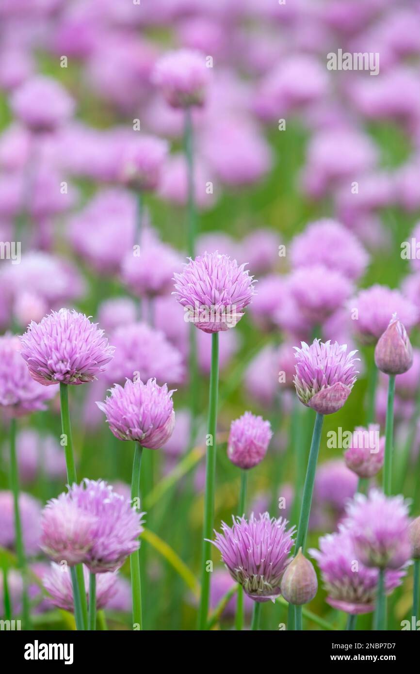 Allium schoenoprasum, chives, bulbous perennial, rounded umbels of light purple bell-shaped flowers Stock Photo