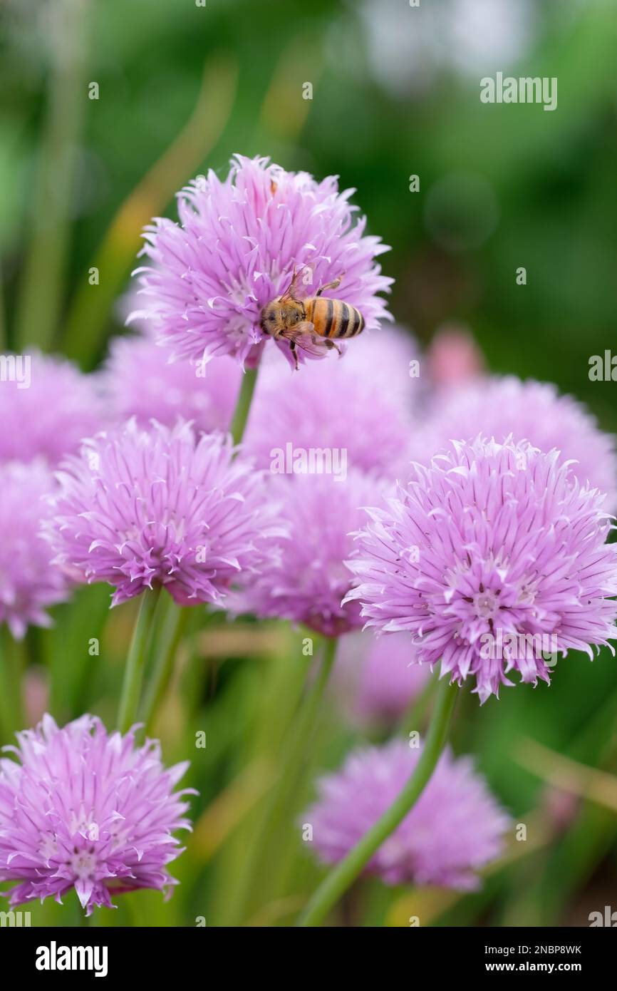 Allium schoenoprasum, chives, western honey bee, European honey bee Apis mellifera feeding on   light purple bell-shaped flowers Stock Photo