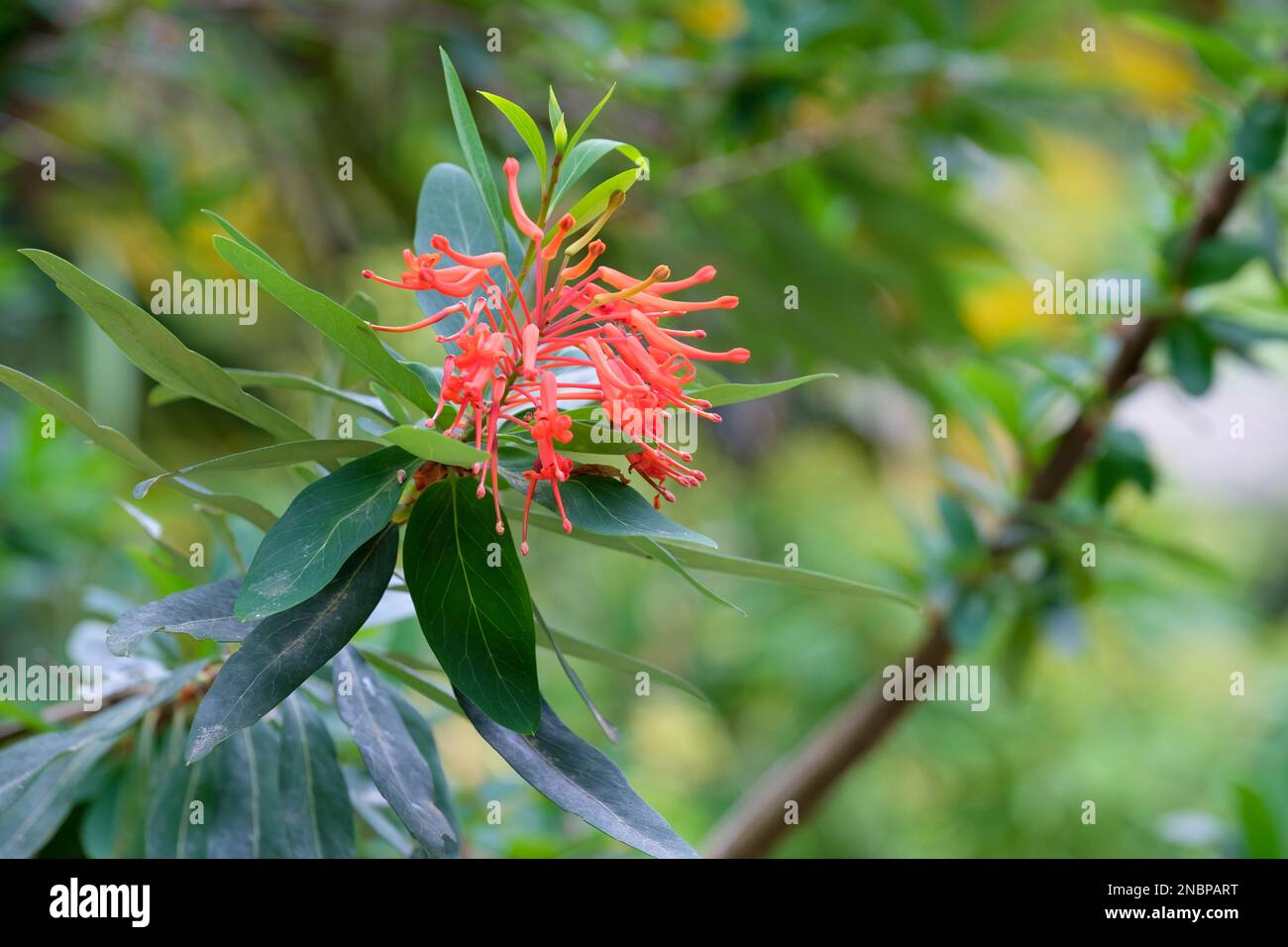 Embothrium coccineum, Chilean flame flower,  evergreen shrub, clusters of narrowly tubular scarlet flowers Stock Photo