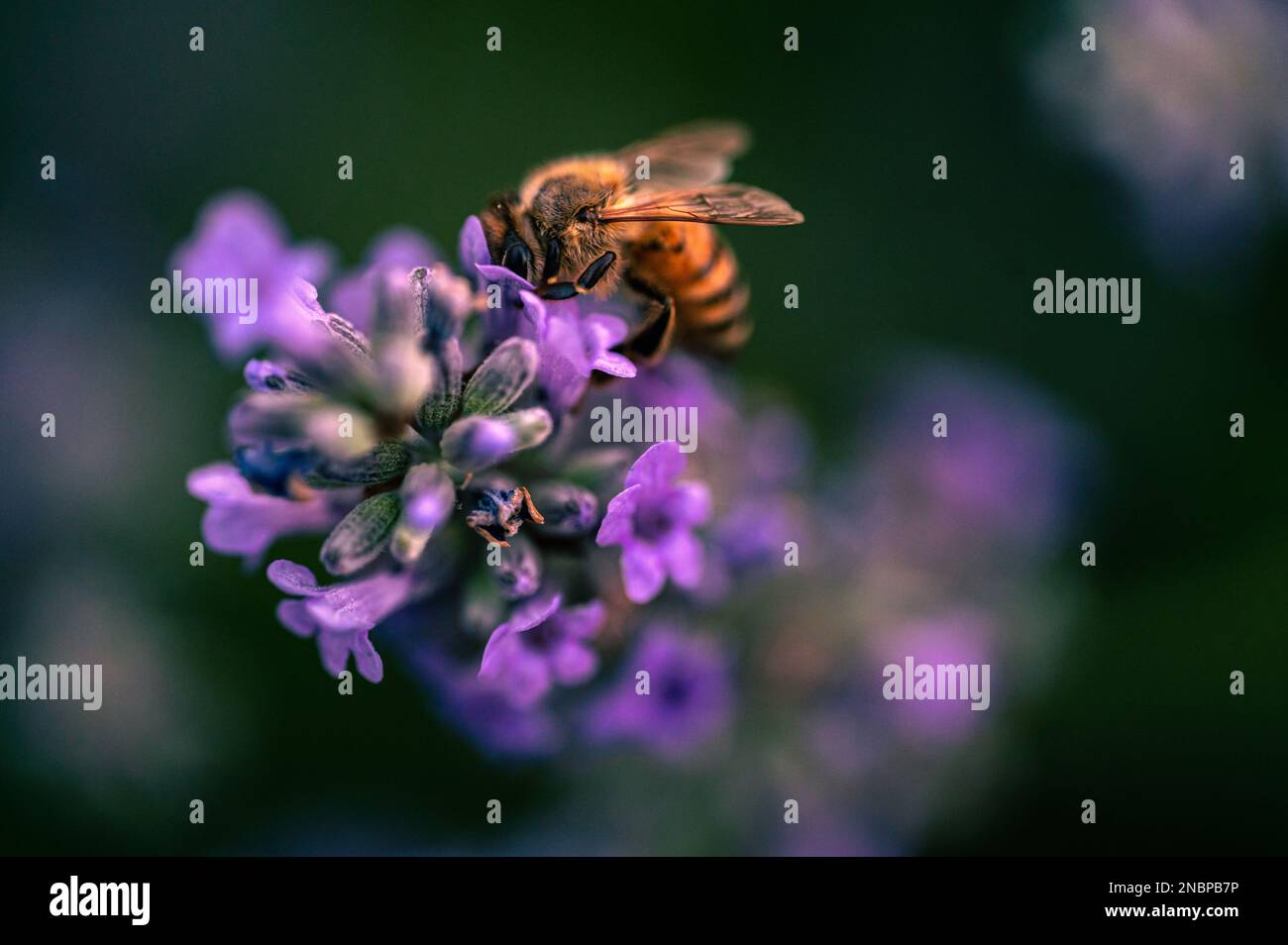 A bee sipping nectar from purple flower Stock Photo