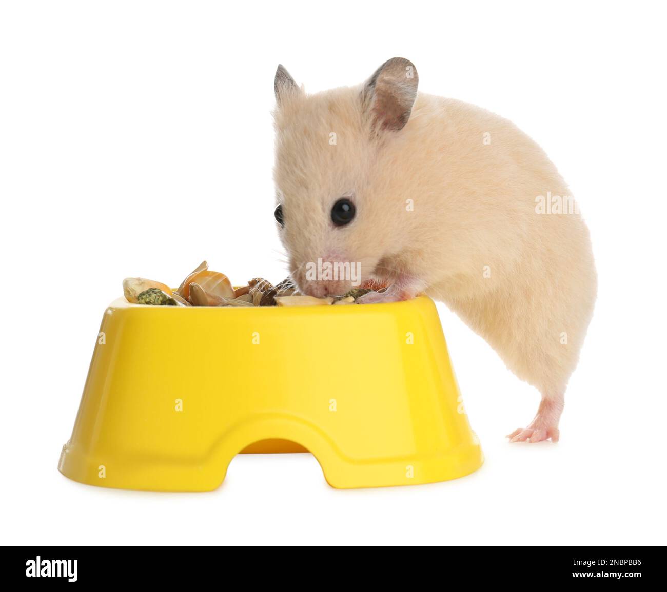 Cute little hamster eating on white background Stock Photo Alamy