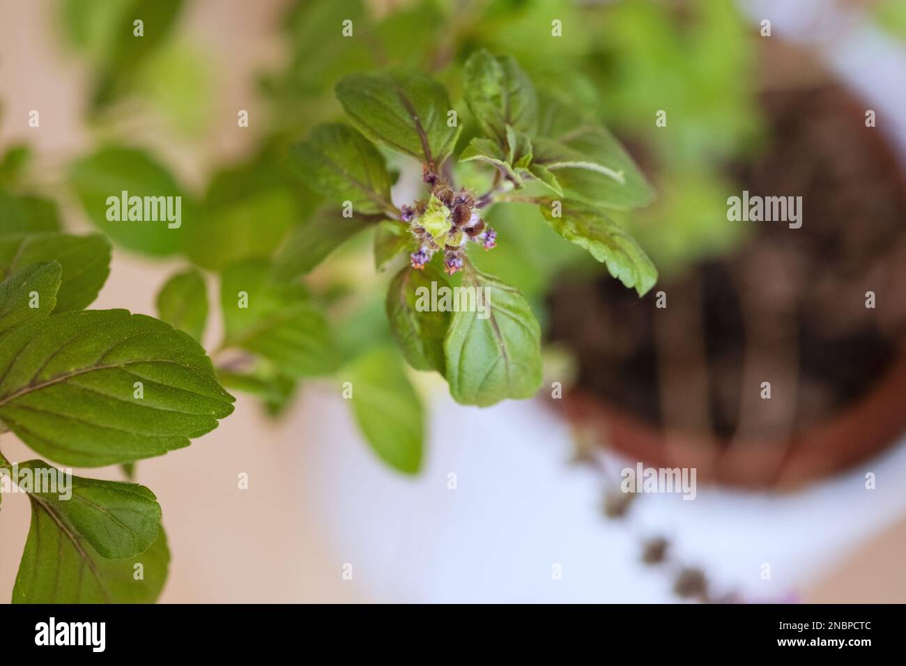 Basil plant detail shots in a indoor garden Stock Photo Alamy