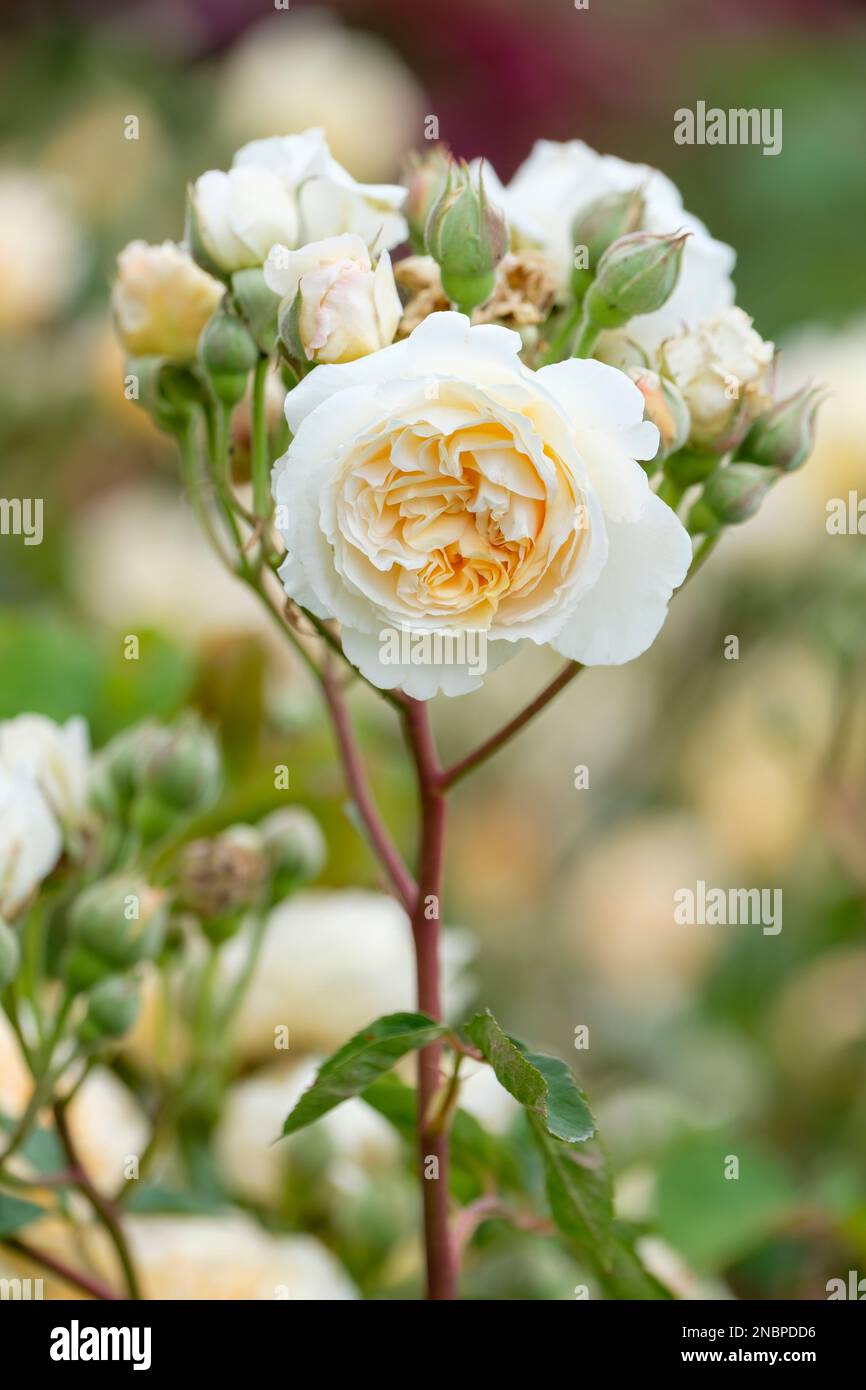 Rosa Buff Beauty, Rose Buff Beauty, shrub rose, apricot Hybrid musk rose Stock Photo