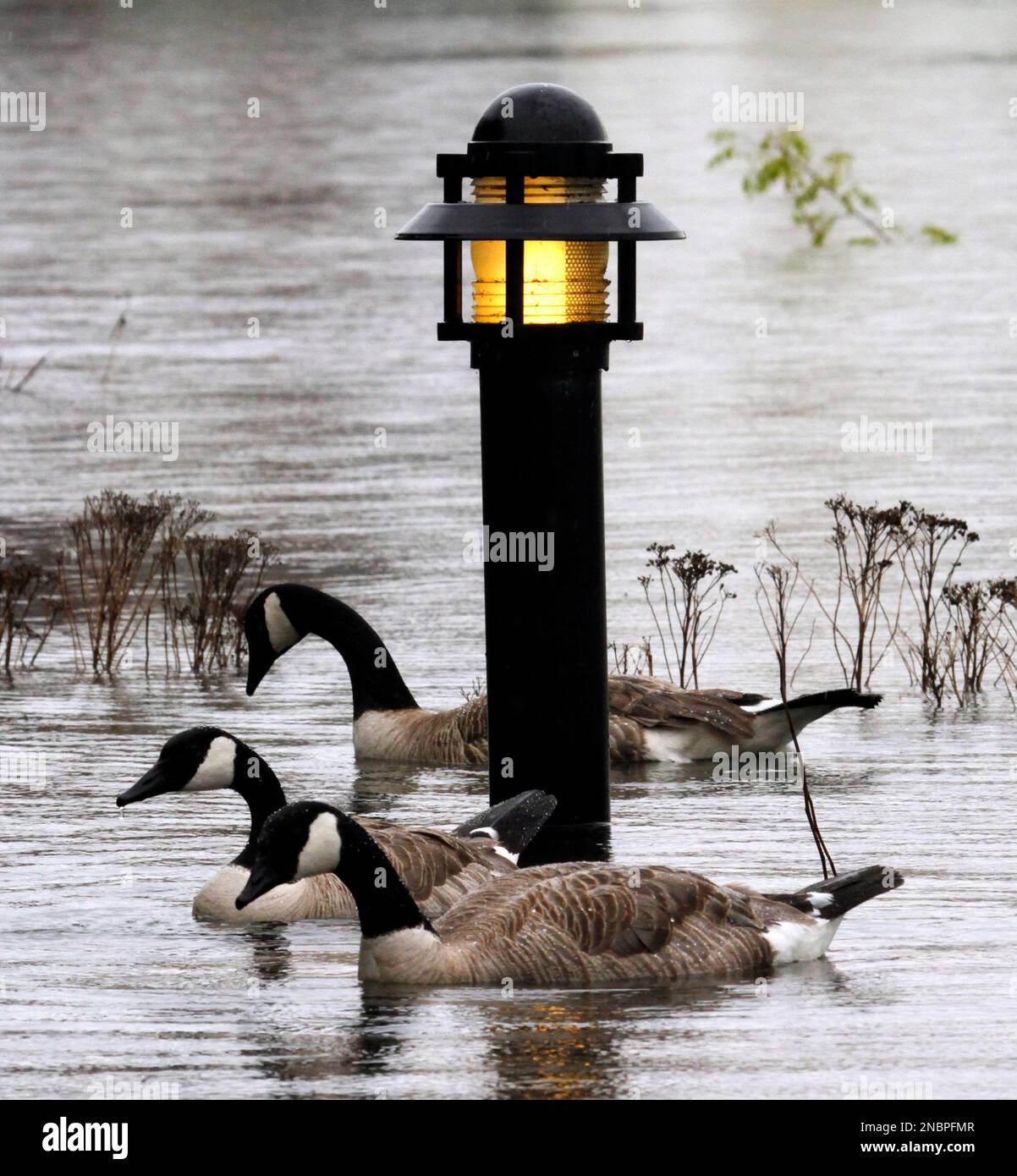 A hafsubmerged pathway lantern lights the way for passing geese as