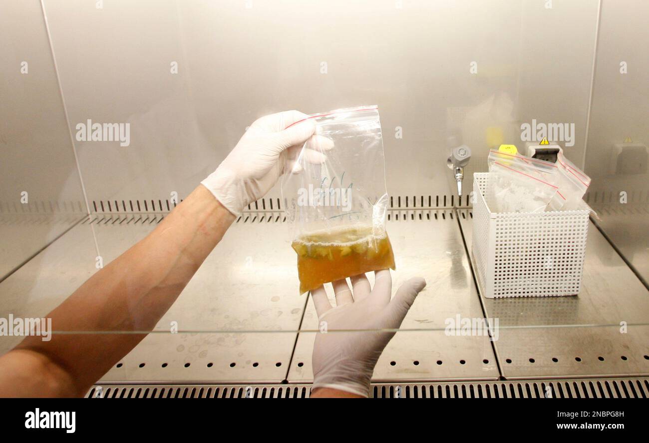 Chief of the laboratory in research into the Escherichia Coli bacterium at  the Brno research institute Pavel Alexa displays a sample of vegetable  ready for for a molecular biological test in Brno,