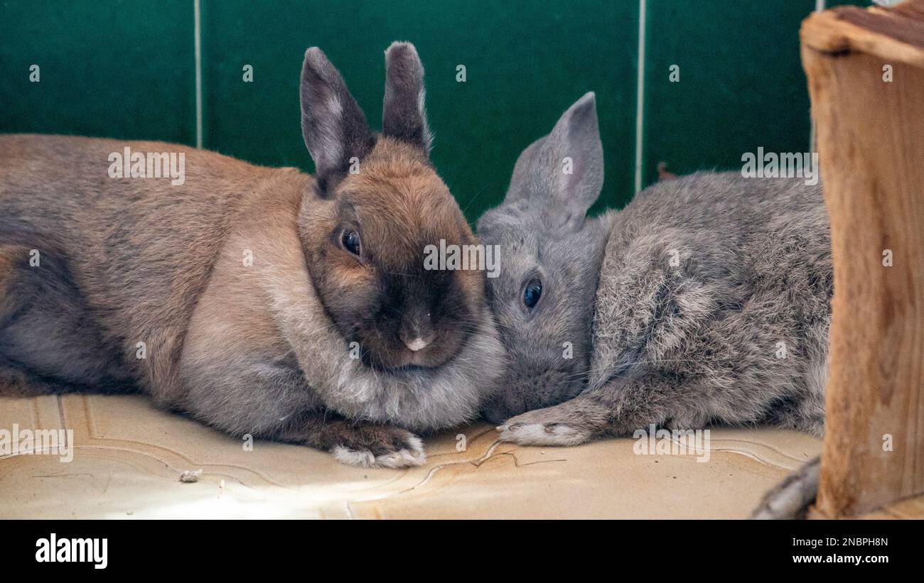 a image of my pet bunny rabbits lying down next to each other Stock Photo