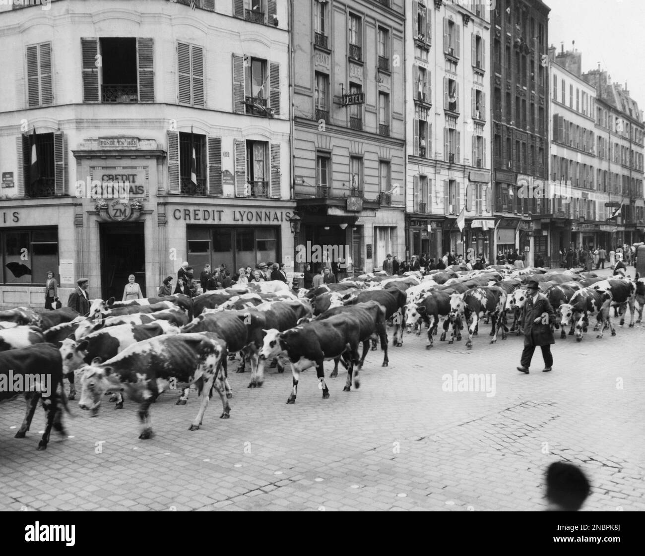 A herd of cattle is driven along a Paris street en route to a slaughter
