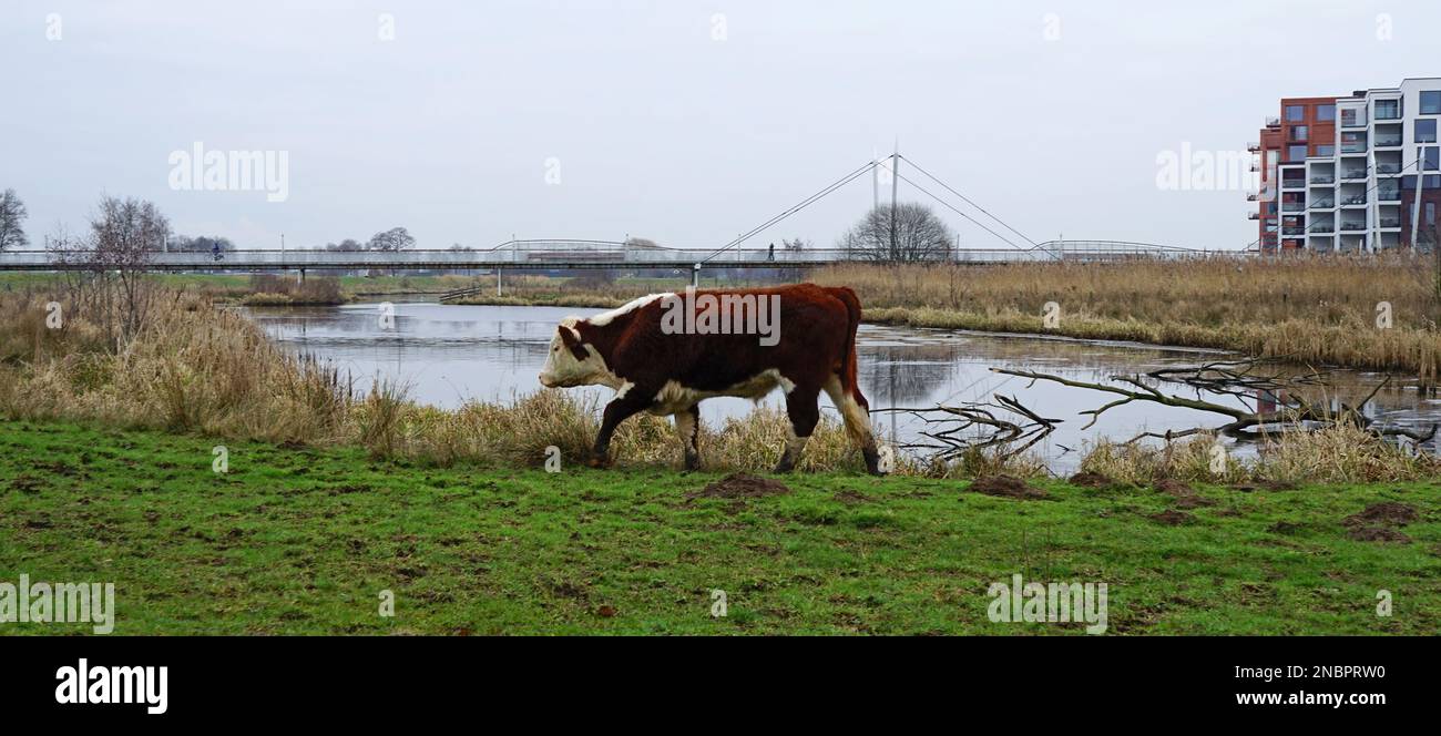 Hereford cow with mud on its feet walks on a floodplain along the river Vecht. In the distance a Cable-stayed  cyclist and pedestrian bridge. Location Stock Photo