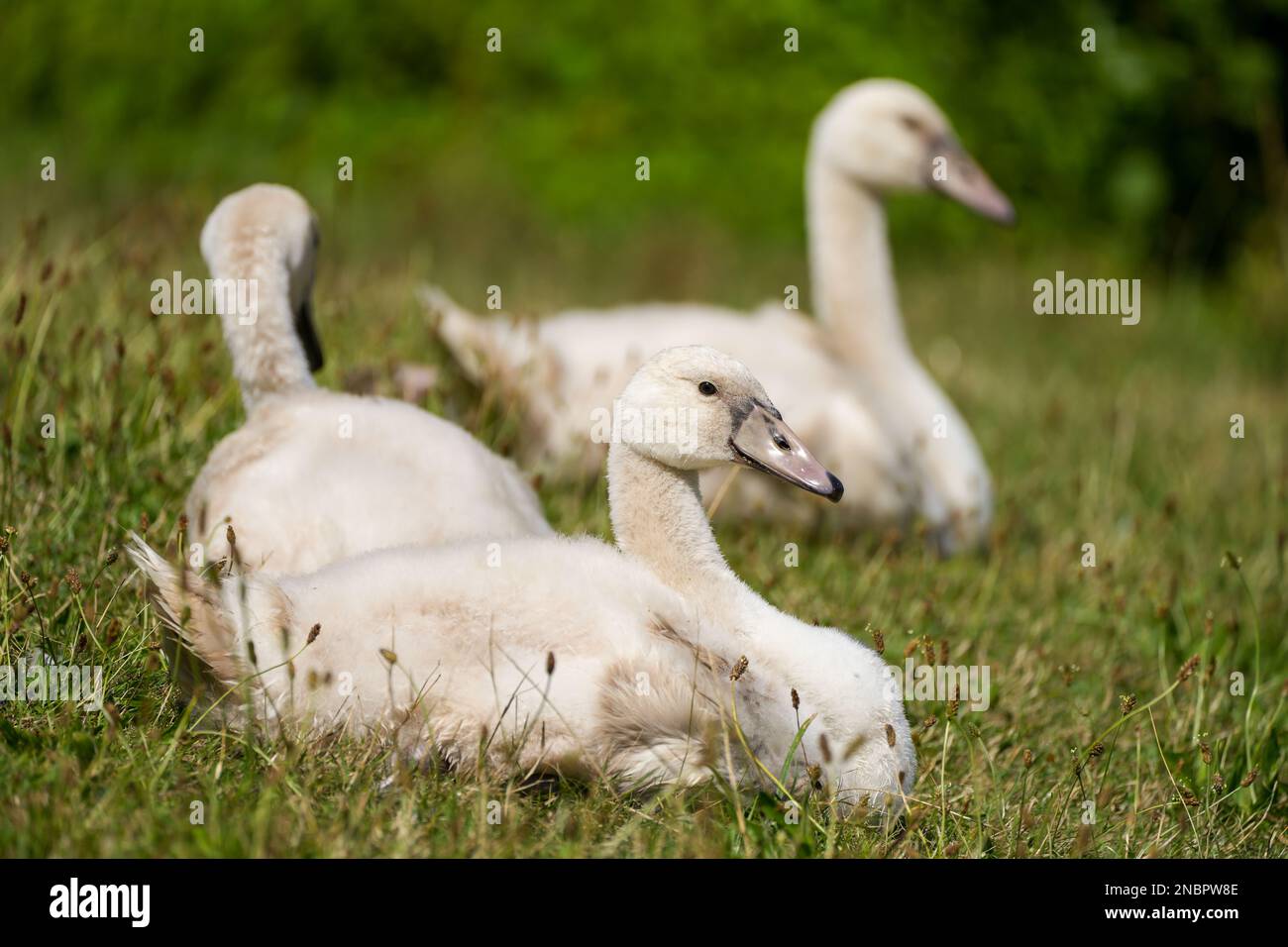 Young white swan sits in the grass. Cygnus. Bird close-up. Stock Photo