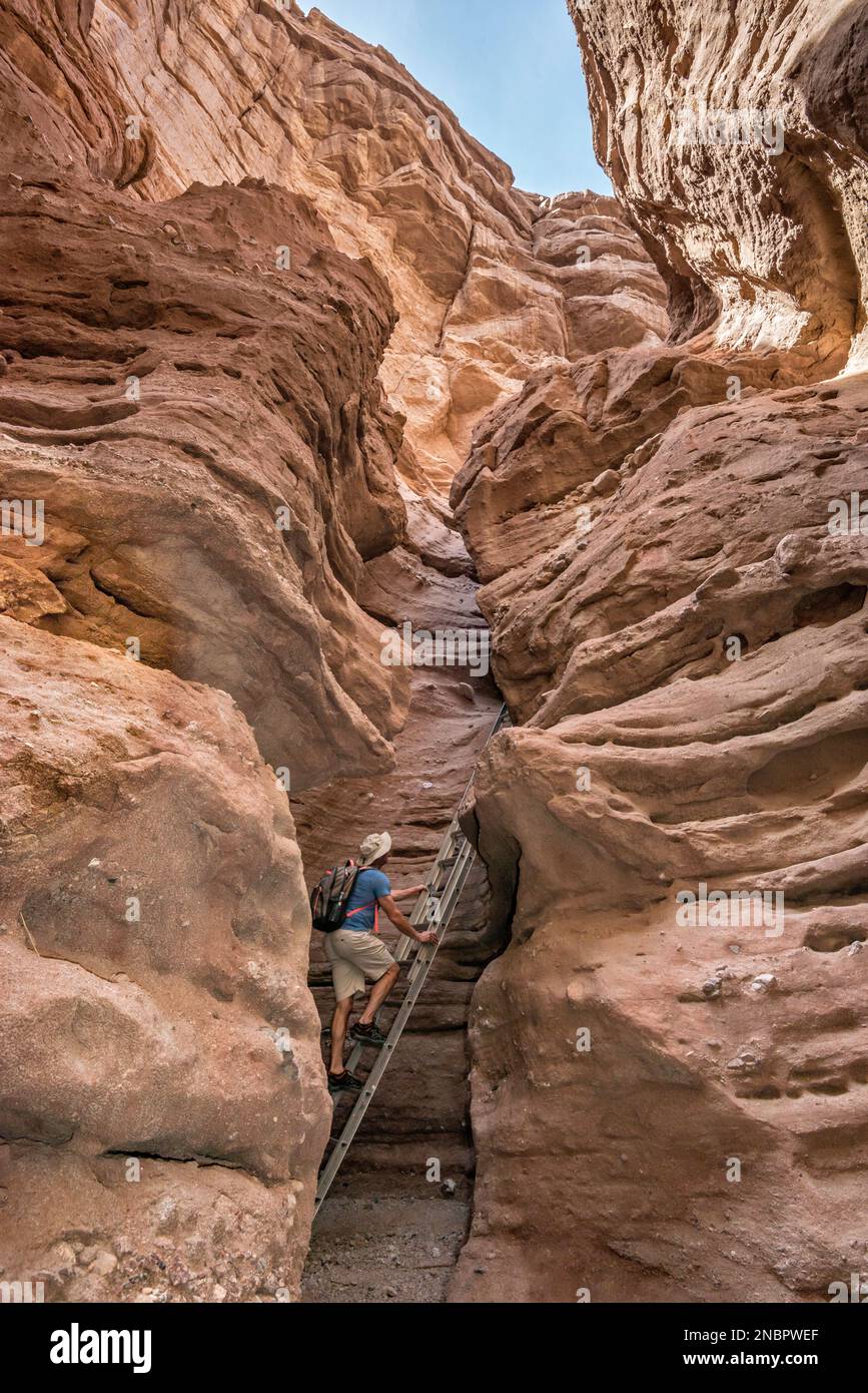 Hiker climbing ladder in Ladder Canyon, slot canyon off Painted Canyon, Mecca Hills Wilderness, Colorado Desert, California, USA Stock Photo