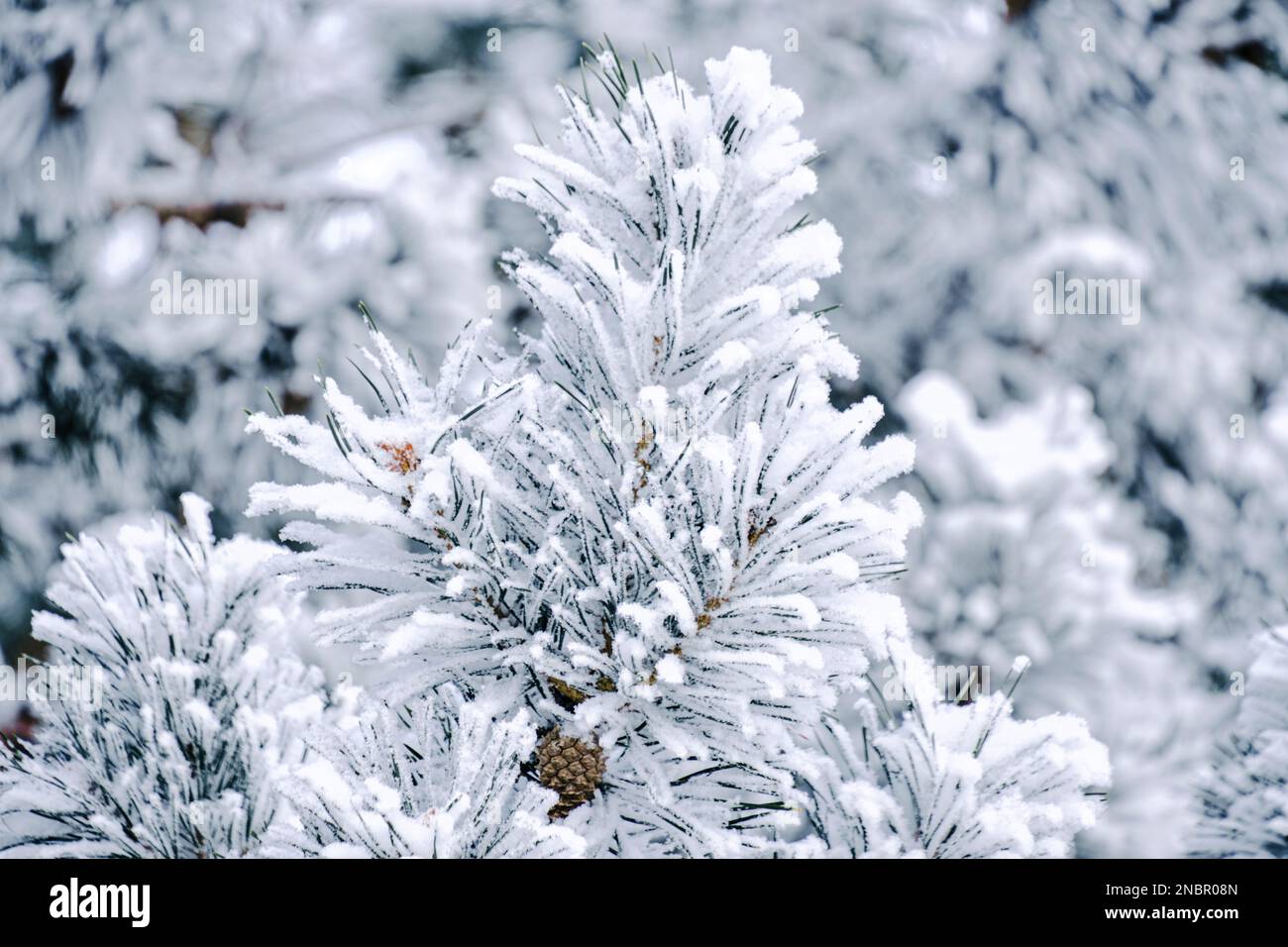 Background, snow covered pine branches Stock Photo