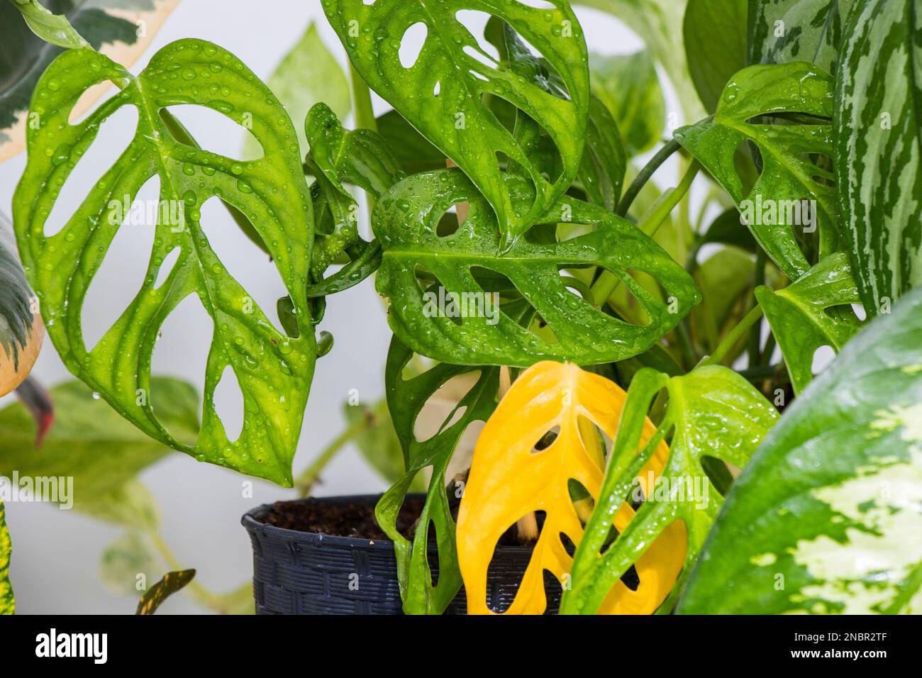 philodendron pielęgnacja Filodendron Imperial Green Tree Philodendron 65cm – Roślina doniczkowa o  dużych rozmiarach