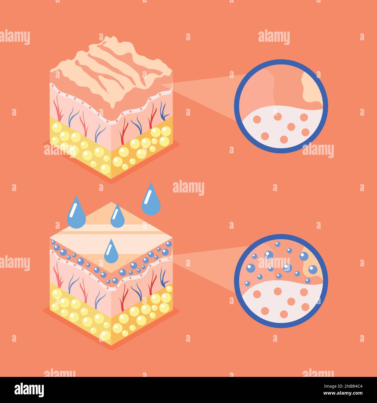 Hyaluronic acid isometric background with composition of profile view cubes representing skin structure layers round icons vector illustration Stock Vector