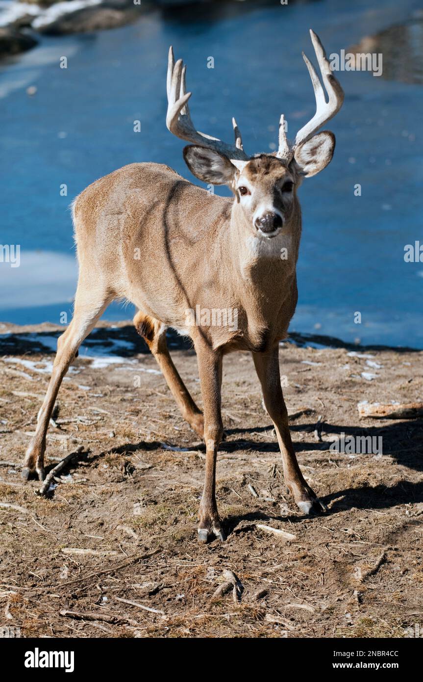 Whitetail Deer Buck with full rack Stock Photo Alamy