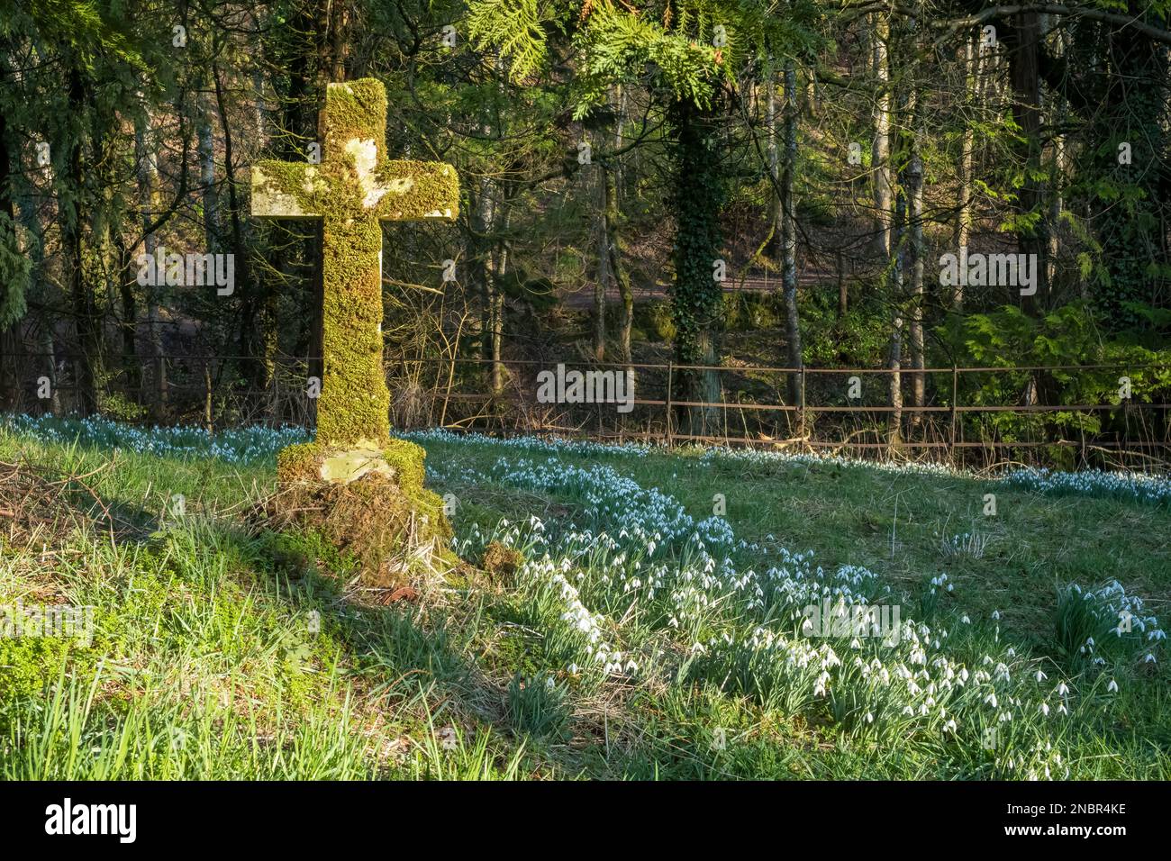 Snowdrops and Winter warmth in a rural churchyard, Askham St Peter, Cumbria, UK Stock Photo