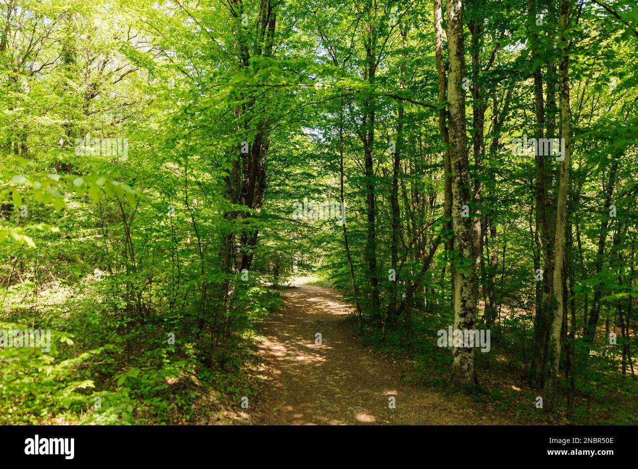 forest path green large trees thicket Stock Photo - Alamy