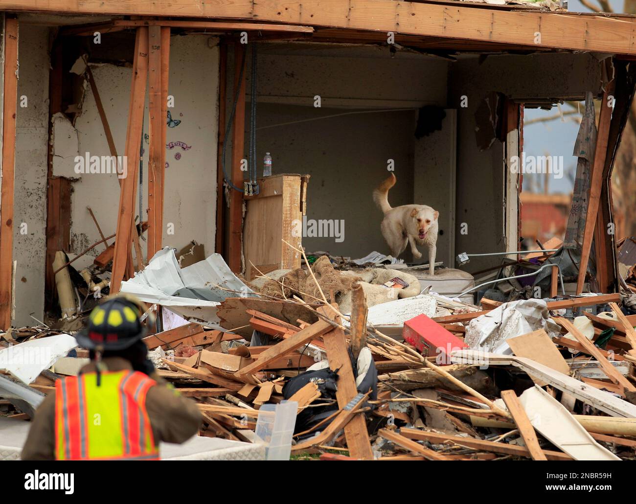 A search dog scours a pile of rubble at a devastated apartment complex