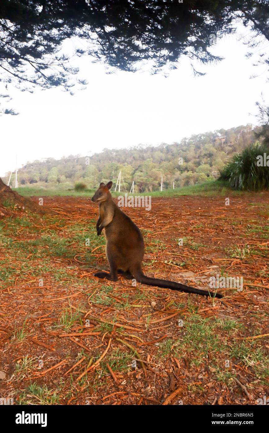 Australian Rock Wallaby Stock Photo Alamy