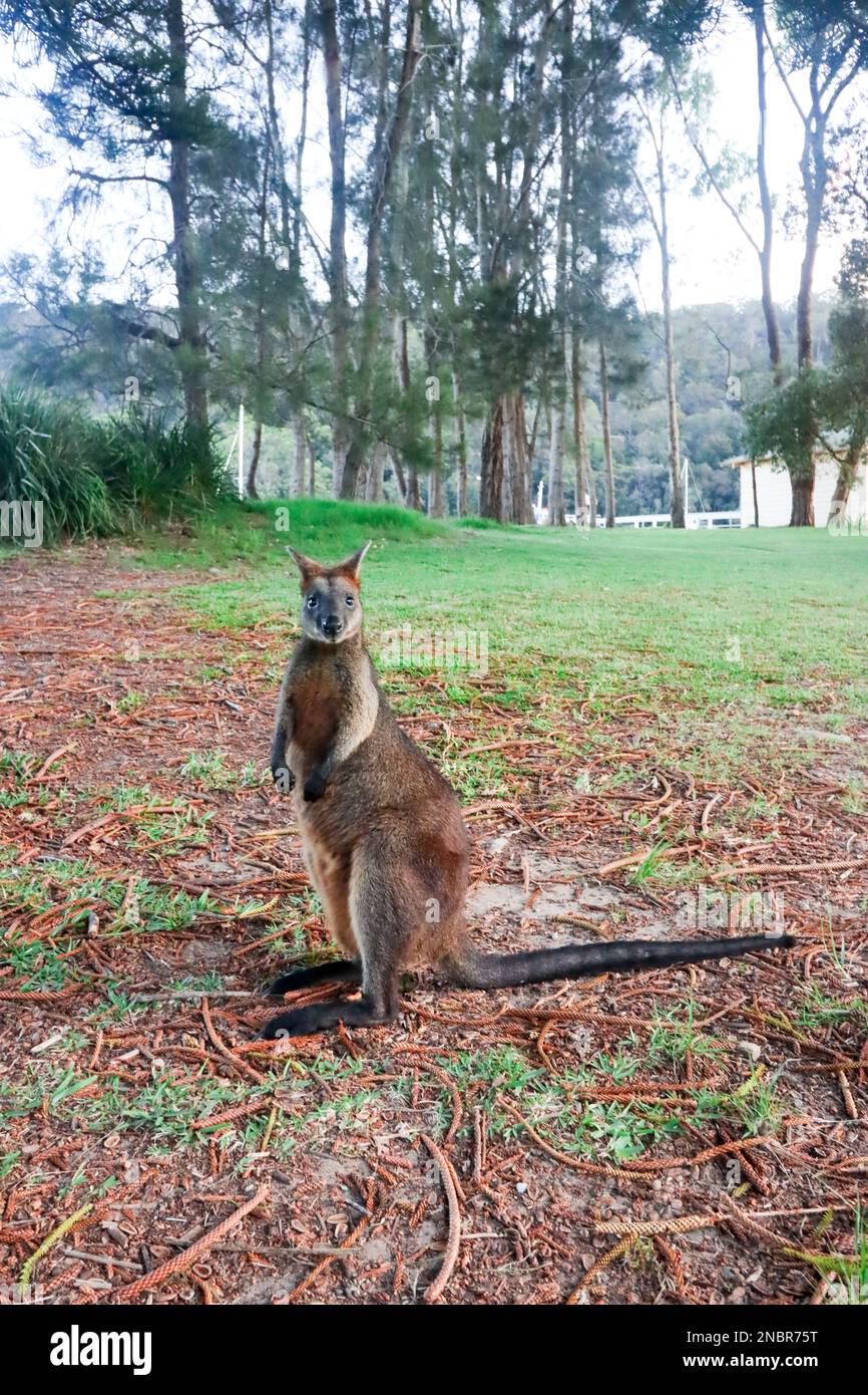 Australian Rock Wallaby Stock Photo