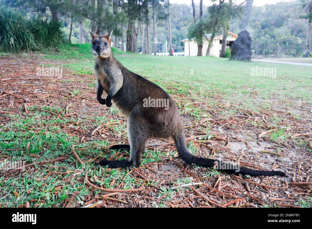 Australian Rock Wallaby Stock Photo Alamy
