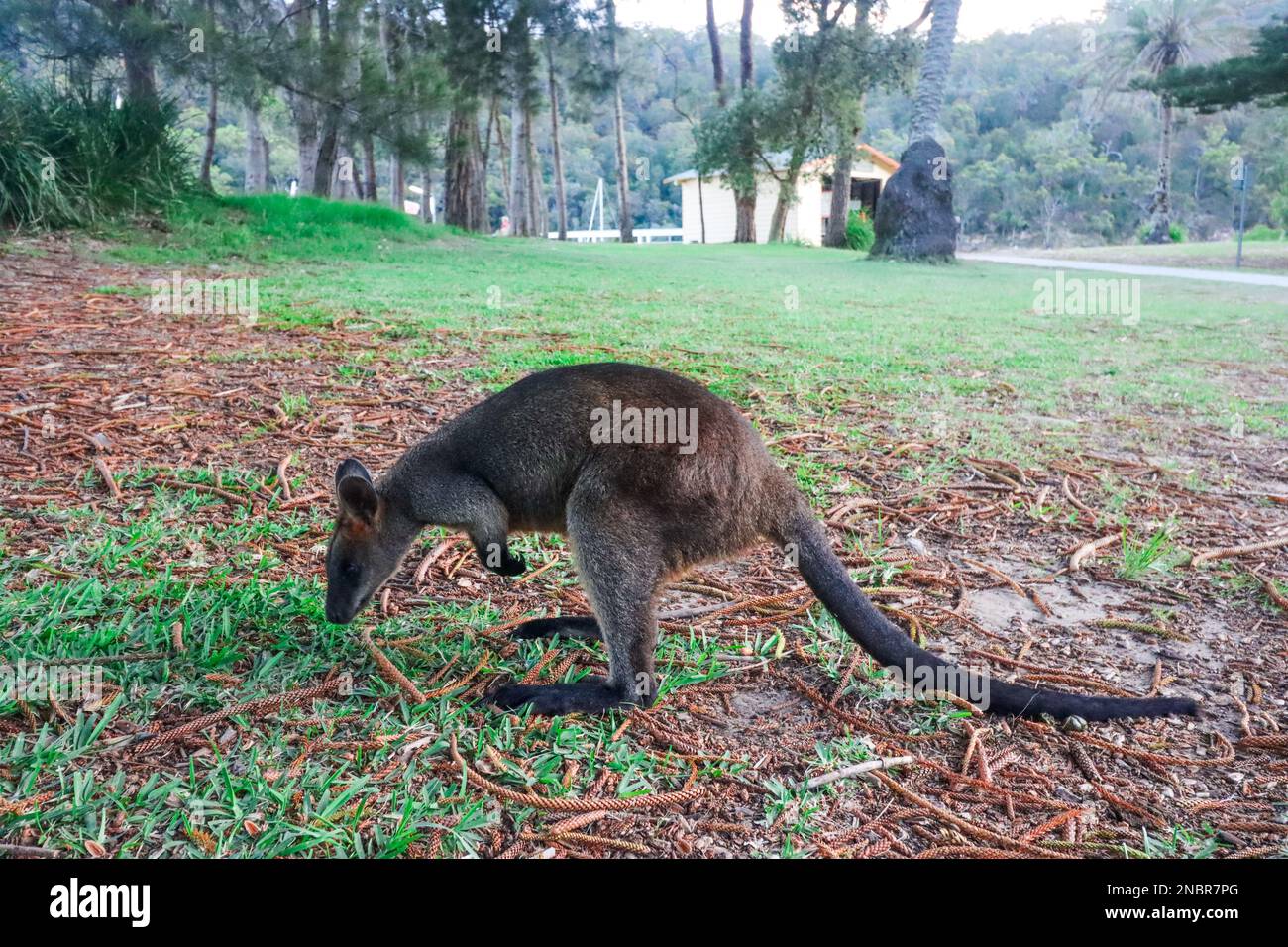 Australian Rock Wallaby Stock Photo