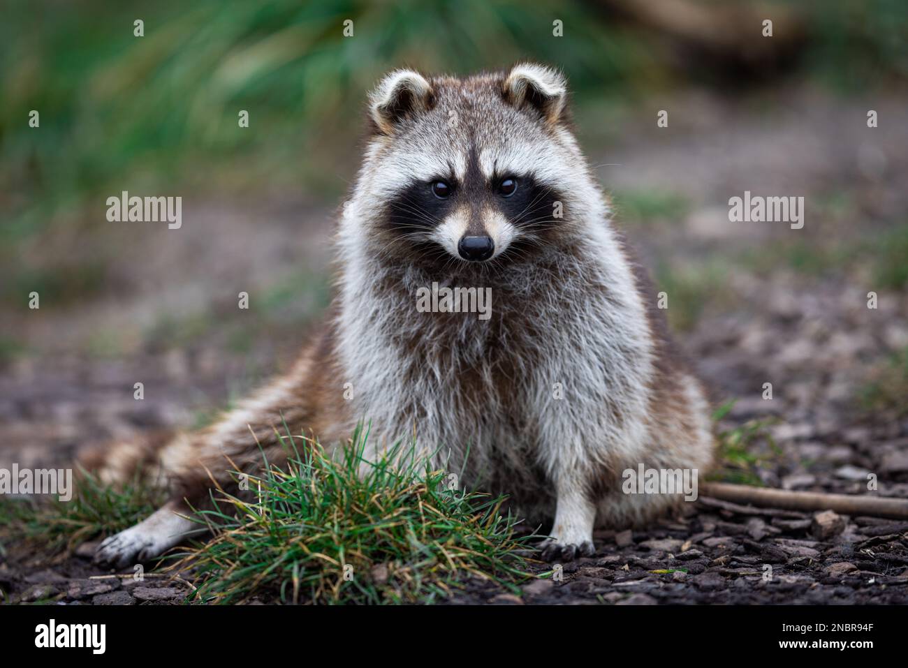 Photograph Raccoons Beautiful white grey raccoon hi-res stock photography and images - Alamy