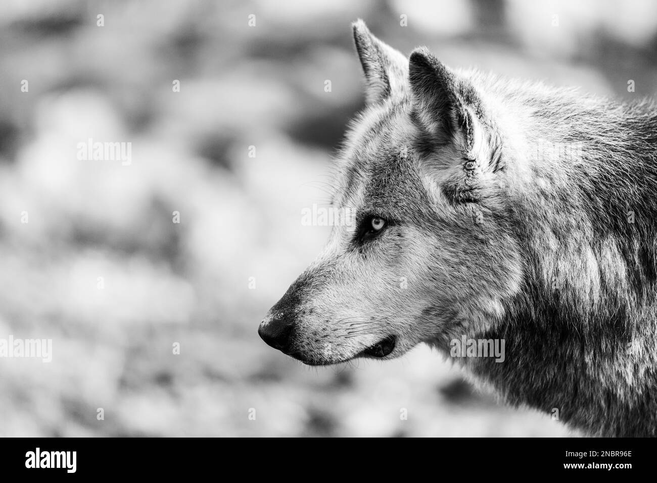 Potrait of a timberwolf family in the forest Stock Photo