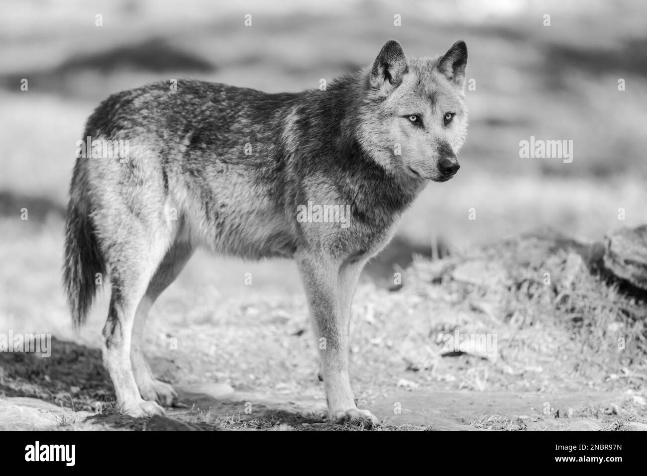 Potrait of a timberwolf family in the forest Stock Photo
