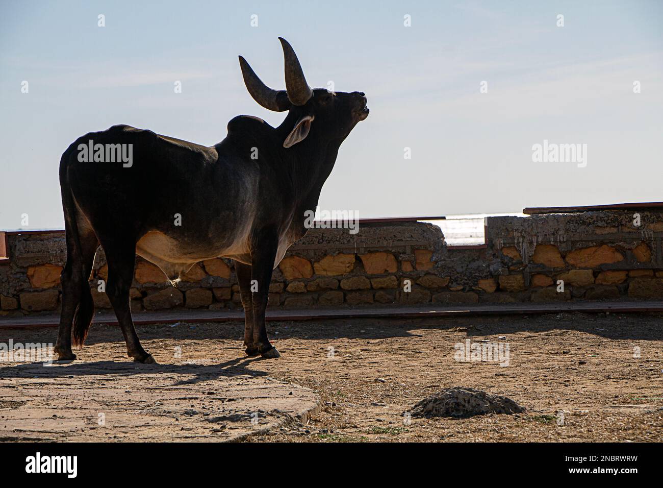 Silhouette of the old bull facing the Sea in  Koteshwar in Gujarat India Stock Photo